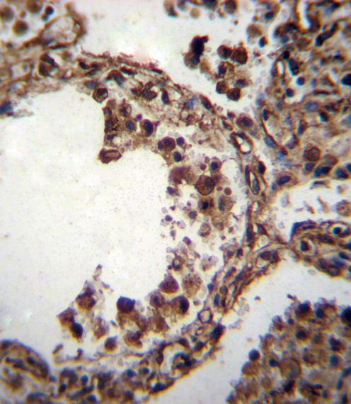 IHC-P - TUBA1C Antibody (C-term) AP12043b
